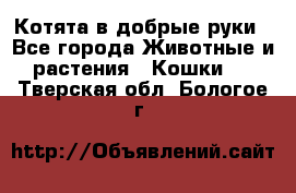 Котята в добрые руки - Все города Животные и растения » Кошки   . Тверская обл.,Бологое г.